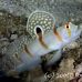 shrimpgoby_randalls_cr_hsb_r_h_0316_kom3317.jpg